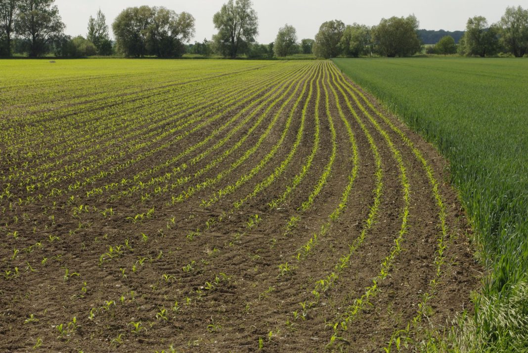 Egzekucja alimentów – jakie uprawnienia ma komornik przy długu alimentacyjnym?